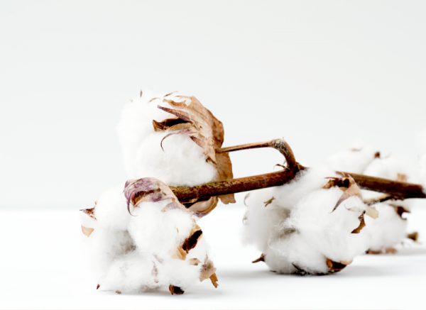 Cotton Products